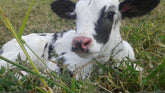 Pasture-Raised Cow