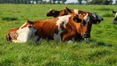 Pasture Raised Dairy: Benefits for You & Cows