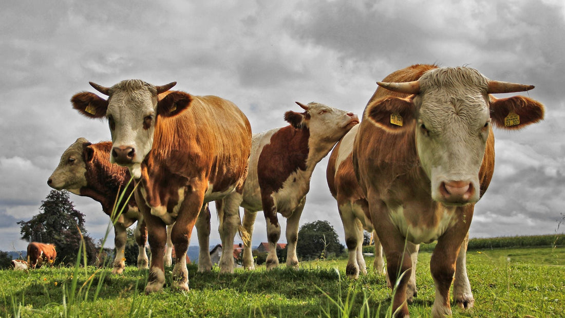 Cows on Pasture: Natural Grazing Benefits