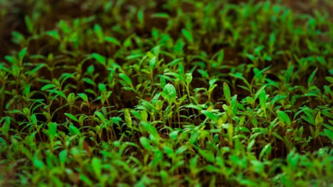 Microgreens: What They Are, Why They're Nutritious, and How to Use Them