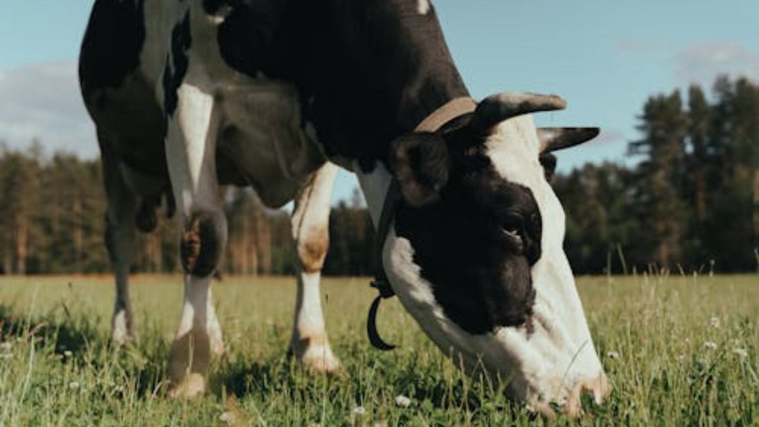 Grass-Fed Dairy: What It Is, Why It's Different, and Why It's Worth It