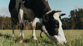 Grass-Fed Dairy: What It Is, Why It's Different, and Why It's Worth It