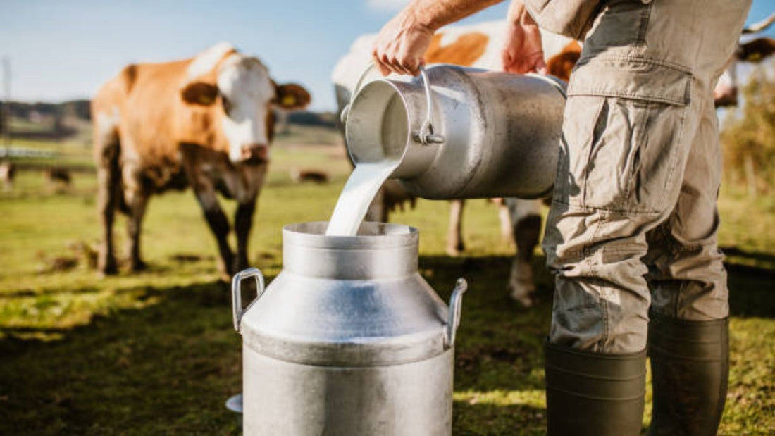 Farm Fresh Milk: What You Need to Know About It