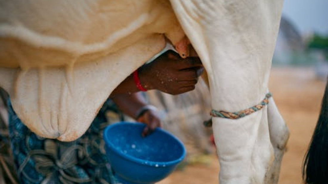 How to Store Farm Milk for Maximum Freshness