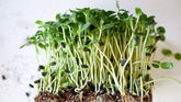 Sunflower Microgreen Sprouts