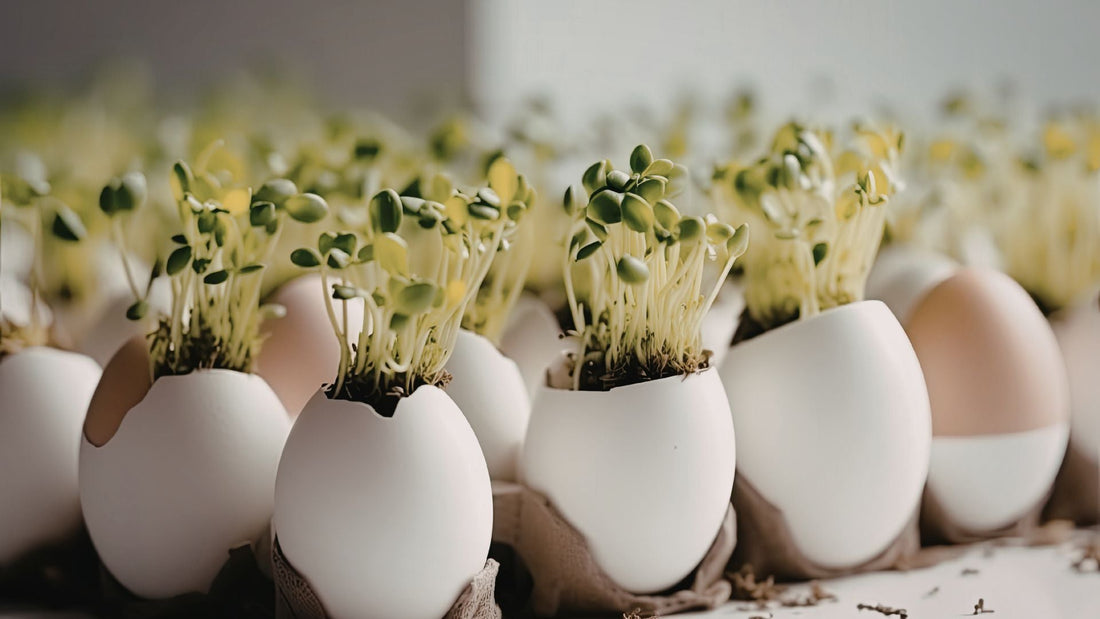 How to Grow Microgreens at Home Easily