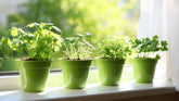 Growing Microgreens Indoors: Easy Steps