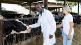 What Does Pasture Raised Mean for Dairy Cows?