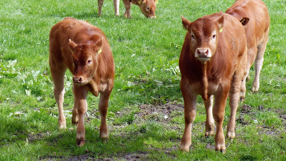 Sustainable Dairy Farming