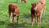 Sustainable Dairy Farming