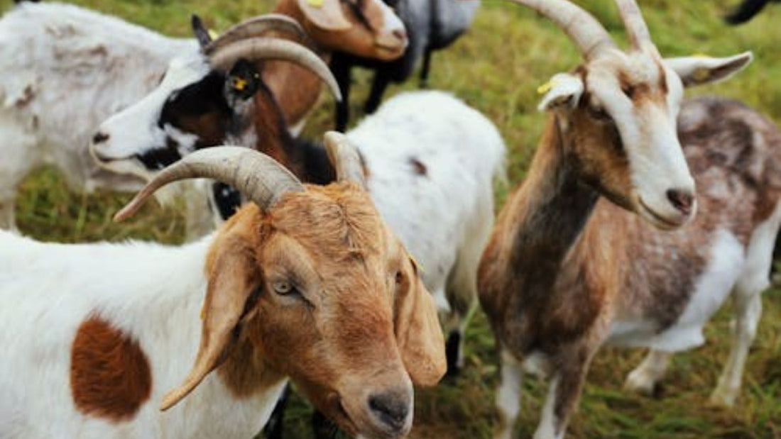 Benefits of Goat Milk vs Cow Milk: An Honest Side-by-Side Comparison