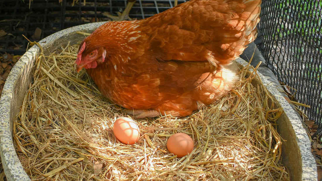 Farm Eggs Near Lynden: What Pasture Raised Quality Looks Like