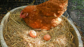 Farm Eggs Near Lynden: What Pasture Raised Quality Looks Like