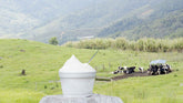 Fresh Yogurt Made in Everson WA A Local Dairy Worth Trying