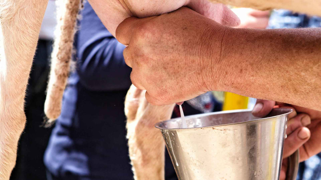 Goat Milk in Everson: Fresh From Our Farm at Grace Harbor Farms