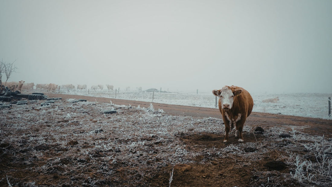 Humane Dairy Farming