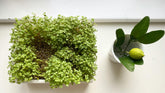 What Are Microgreens