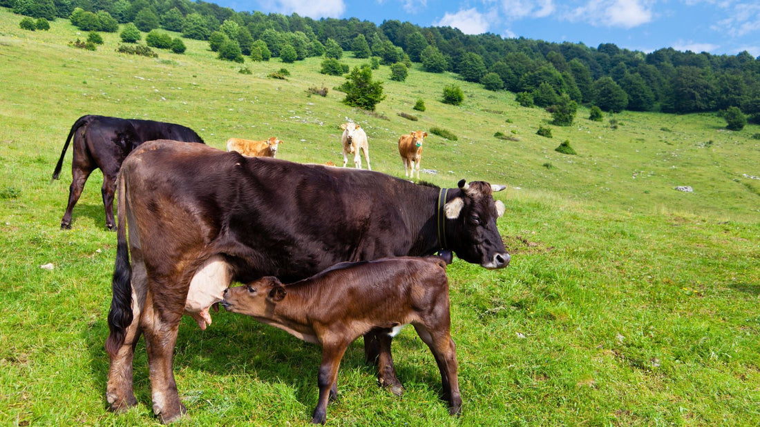  Ethical Animal Care