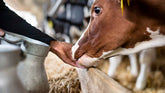 Local Dairy in Whatcom County: What to Buy and Where to Find It