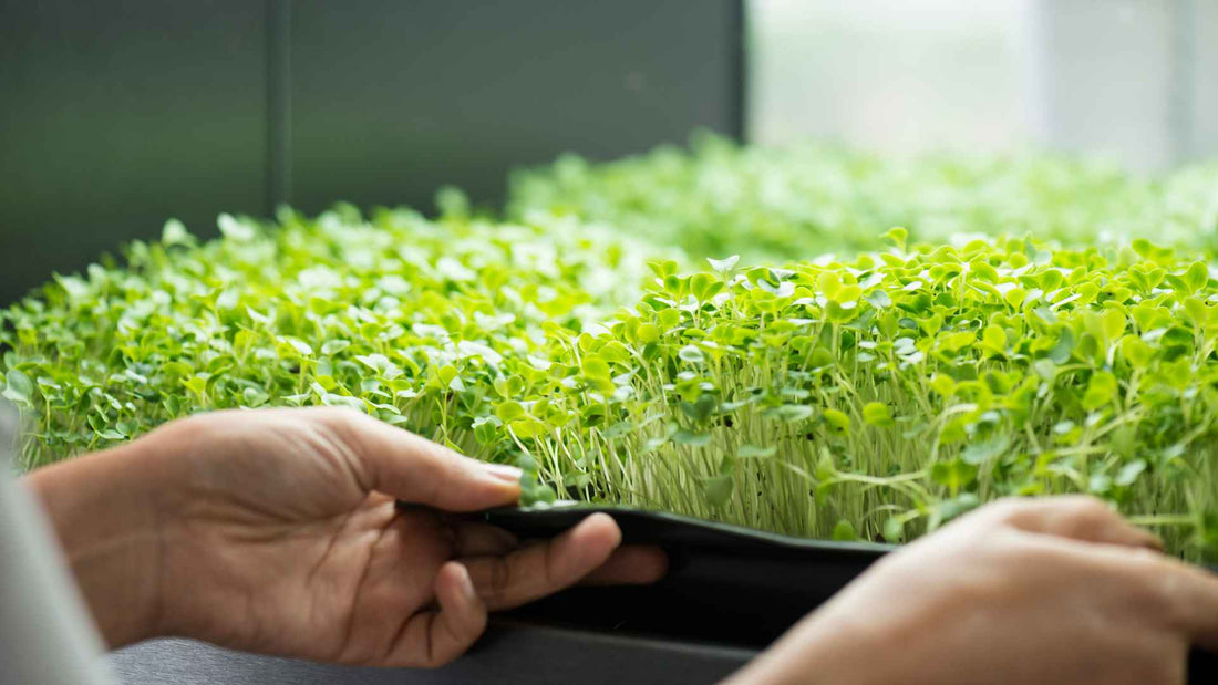 Microgreens in Everson WA Freshly Harvested
