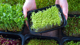 Microgreens in Whatcom County A Local Buyer's Guide