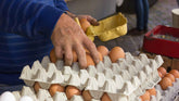 Organic Eggs in Whatcom County A Local Buyer's Guide
