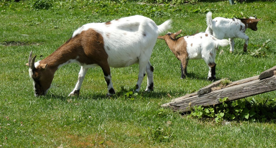 Family Owned Farm: The Story Behind Grace Harbor Farms