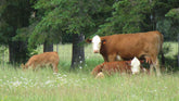 Farm Store Near Bellingham: Visit Grace Harbor Farms