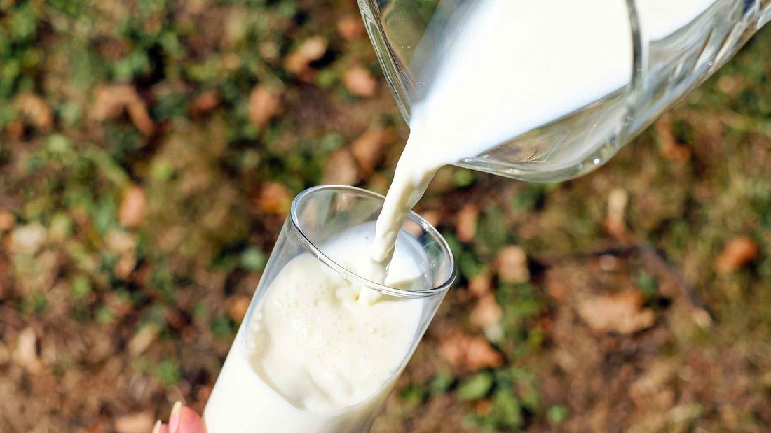 Fresh Milk Bellingham Shoppers Can Buy Farm Direct