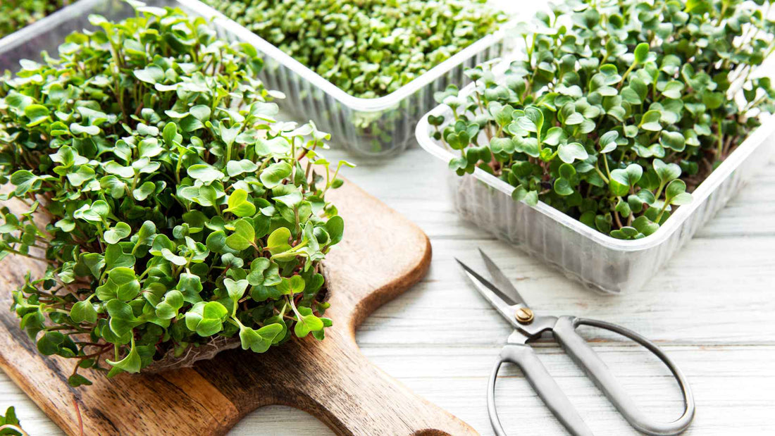 Microgreens Bellingham Shoppers Can Find Fresh Daily