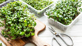 Microgreens Bellingham Shoppers Can Find Fresh Daily