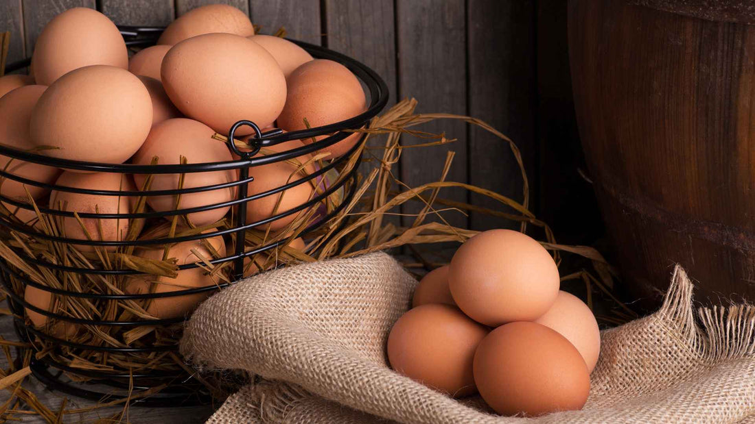 Organic Egg Near Ferndale, WA: Why Farm Fresh Is Worth It