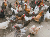 Organic Eggs vs Regular: Real Differences