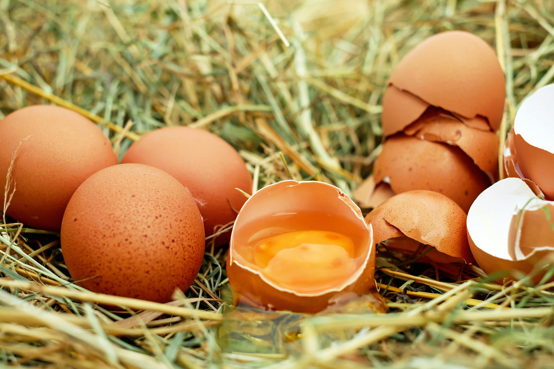 Are Organic Eggs Better Than Regular Eggs? What Families Should Know