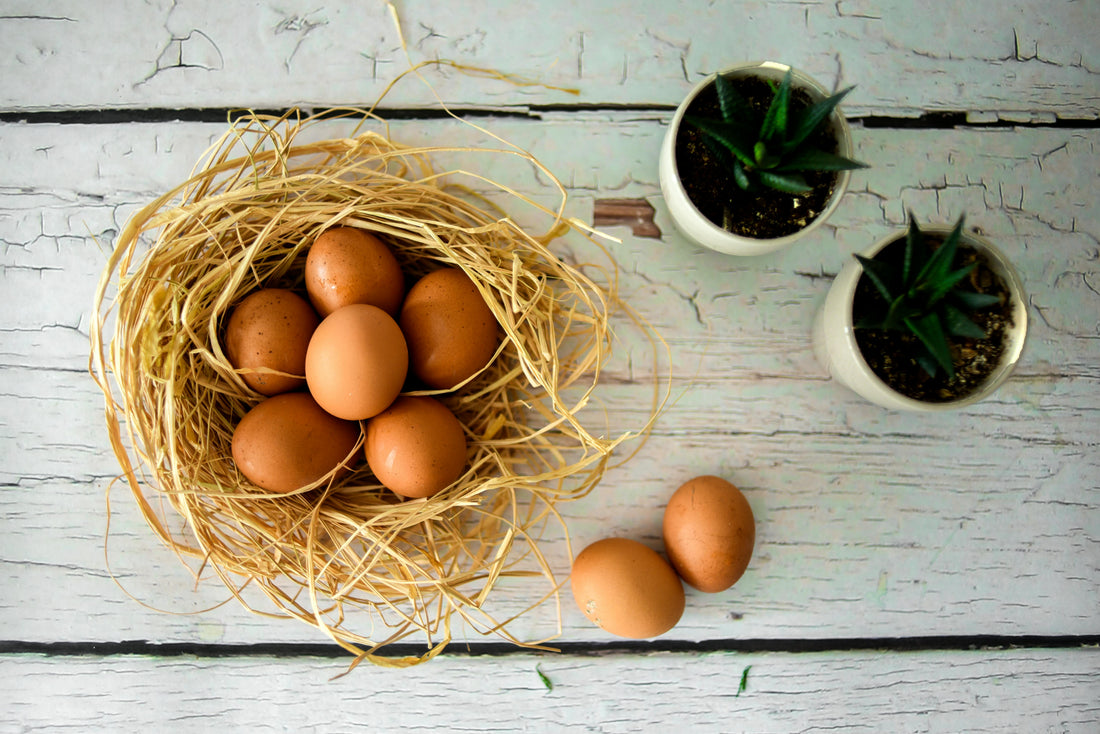 Farm Fresh Eggs: What Makes Them Better and How to Store Them Right
