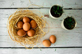 Farm Fresh Eggs: What Makes Them Better and How to Store Them Right